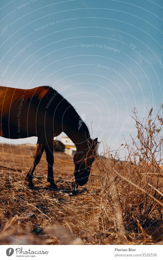 Strohfressendes angebundenes Pferd im süden Spaniens auf einer vertrockneten Weide Pferdekopf Pferderücken Tier Weidenutzung Grasendes Pferd grasend