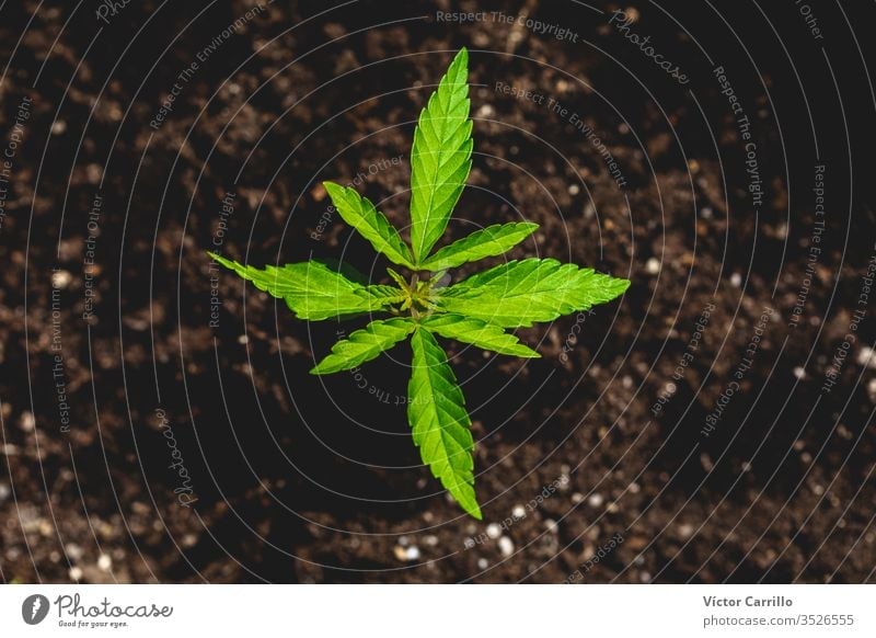 Baby-Marihuana-Pflanze Tetrahydrocannabinol entspannend kush hoch legal Apotheke im Innenbereich lernen Selbstkonsum ganja Verbot Legalisierung Gesundheitswesen