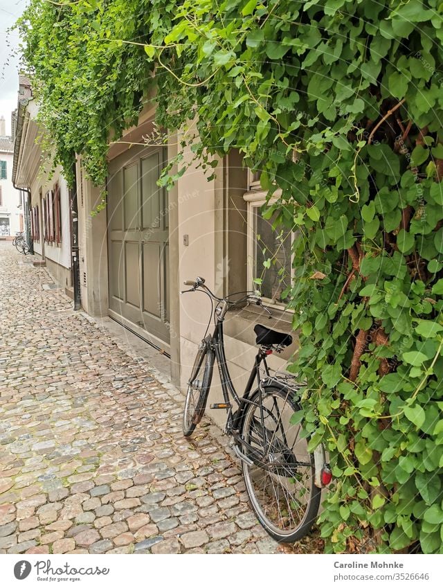 Fahrrad auf Kopfsteinpflaster parkiert an einem idyllischen Hauseingang haus architektur pflanzen überwachsen wandgeswächs grün blätter natur im Freien