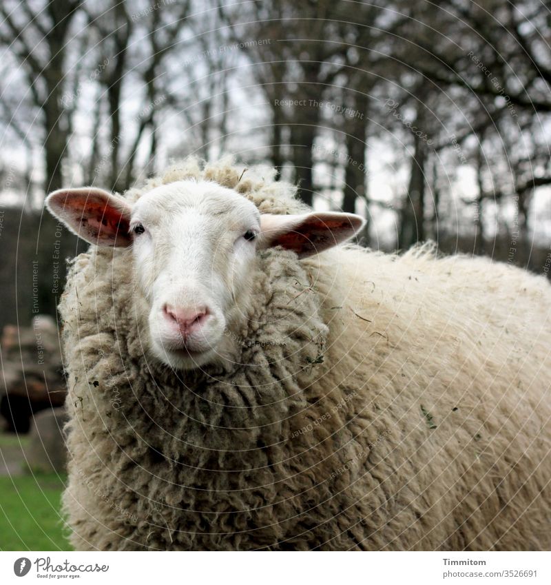 Das Schaf blickt kritisch in die Kamera Tier Natur Außenaufnahme Wolle Tierporträt Blick in die Kamera Wald