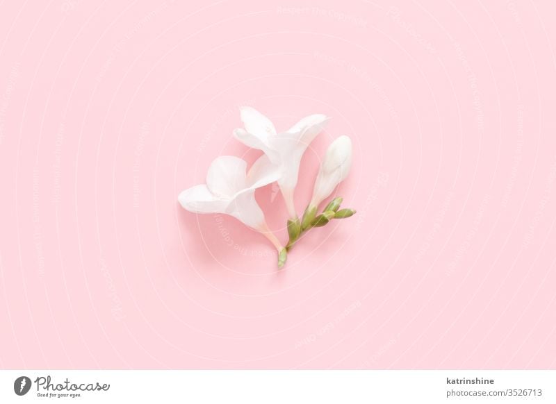 Weiße Fresienblüte auf hellrosa Hintergrund Blume weiß fresia Frühling romantisch Pastell flache Verlegung Zusammensetzung Rosen Draufsicht oben Konzept kreativ