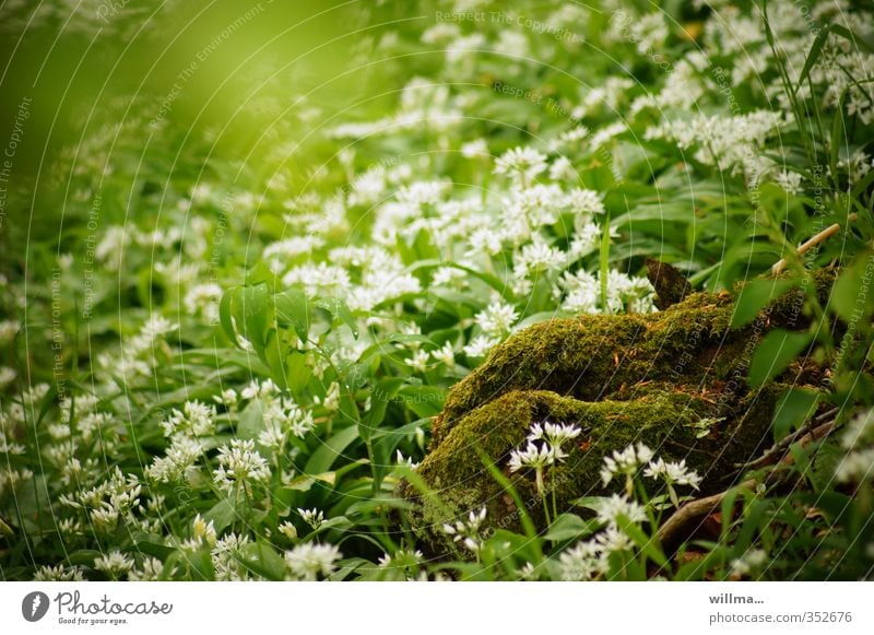 Am Busen der Natur Moos Bärlauch wilder Knoblauch Wiese Wald Blühend grün weiß Wildgemüse Mooshügel Pflanze Frühling erotisch