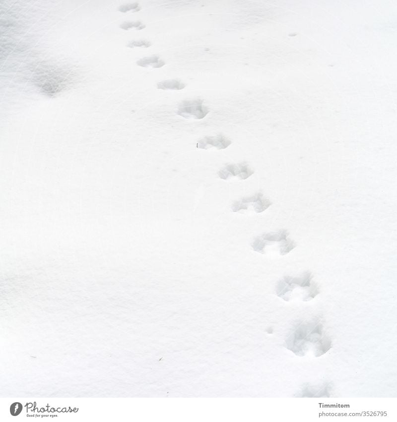 Tierspuren im Schnee Spuren Winter Linie weiß Außenaufnahme Schneespur kalt Menschenleer