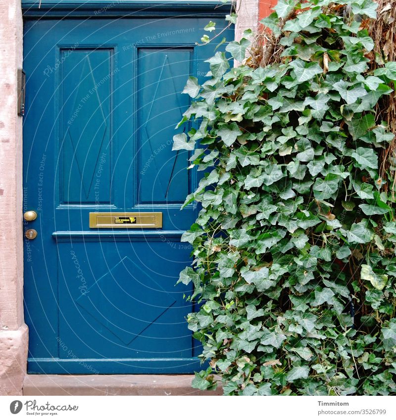 Nachbarschaften | Sichtschutz wohnen Haus Haustür Eingang Efeu grün Menschenleer alt blau Briefkastenschlitz