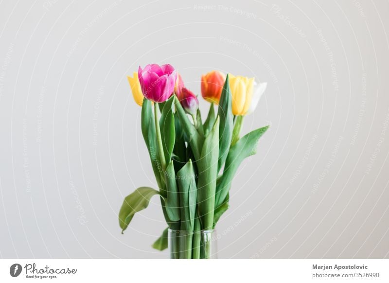 Schöne mehrfarbige Tulpen in einer Vase auf weißem Hintergrund Ordnung Festessen schön Schönheit Blütezeit Überstrahlung Blumenstrauß bauchig Haufen Farbe
