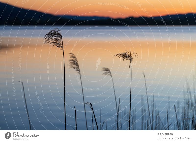 Schilfrohr am Seeufer im Abendlicht Wasserpflanze Natur Pflanze Menschenleer Landschaft ruhig Himmel Reflexion & Spiegelung Idylle Abenddämmerung Abendstimmung