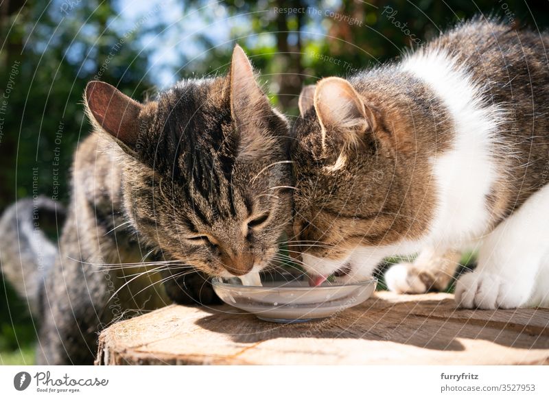 zwei Katzen, die im Freien Milch trinken Haustiere Natur Botanik grün sonnig Sonnenlicht Sommer Frühling Mischlingskatze Tabby Fell katzenhaft weiß melken