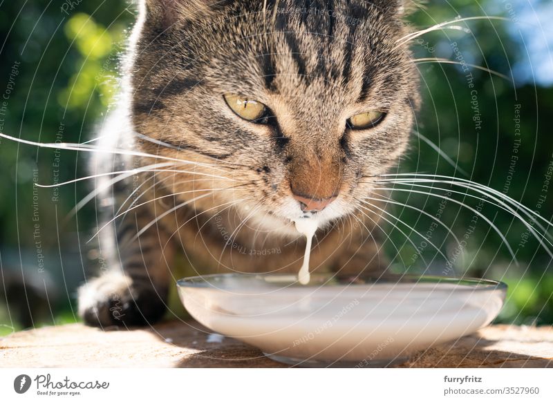Nahaufnahme einer Tabby Katze, die im Freien Milch trinkt Haustiere Natur Botanik grün sonnig Sonnenlicht Sommer Frühling Mischlingskatze Fell katzenhaft melken