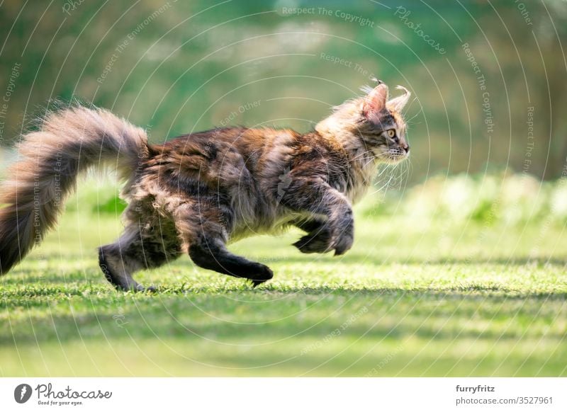 Seitenansicht einer jungen verspielten Maine Coon Katze die durch den Garten rennt Haustiere im Freien Natur Botanik grün Rasen Wiese Gras sonnig Sonnenlicht