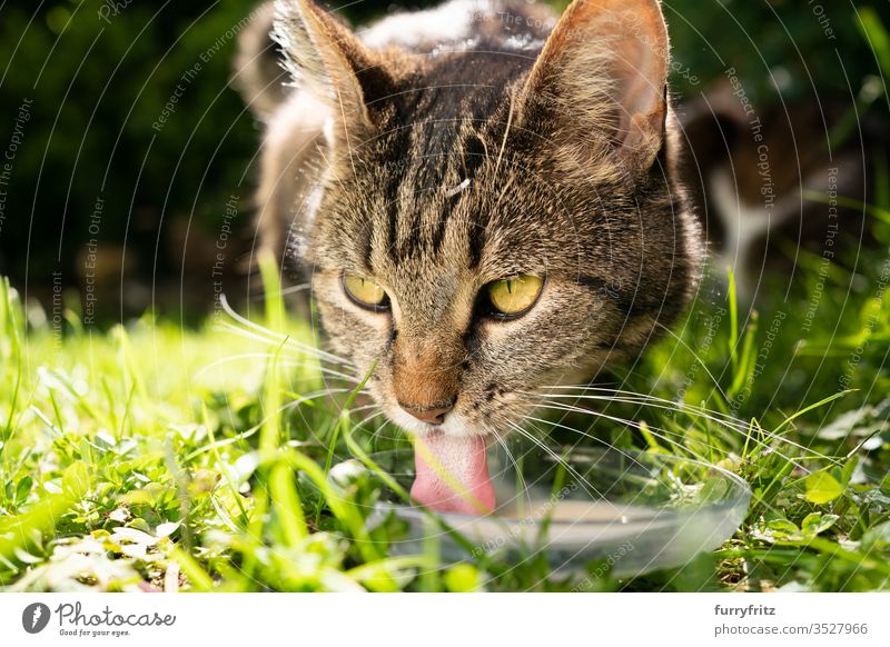 Katze trinkt Milch auf einer Wiese im Sonnenschein Haustiere im Freien Natur Botanik grün Rasen Gras sonnig Sonnenlicht Sommer Frühling Mischlingskatze Tabby