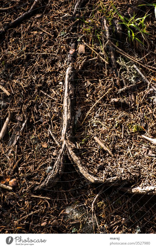 Wurzelgemüse Waldboden Fichtennadeln Stolperfalle Vogelperspektive braun authentisch durcheinander Natur natürlich Pflanze Wachstum Boden