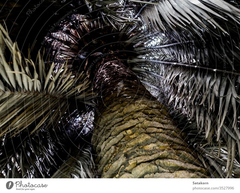 Die Palme und die braunen Streifen getrockneter Blätter sind sehr unordentlich, in blassen Farben Handfläche Kokosnuss Baum Natur trocknen überladene