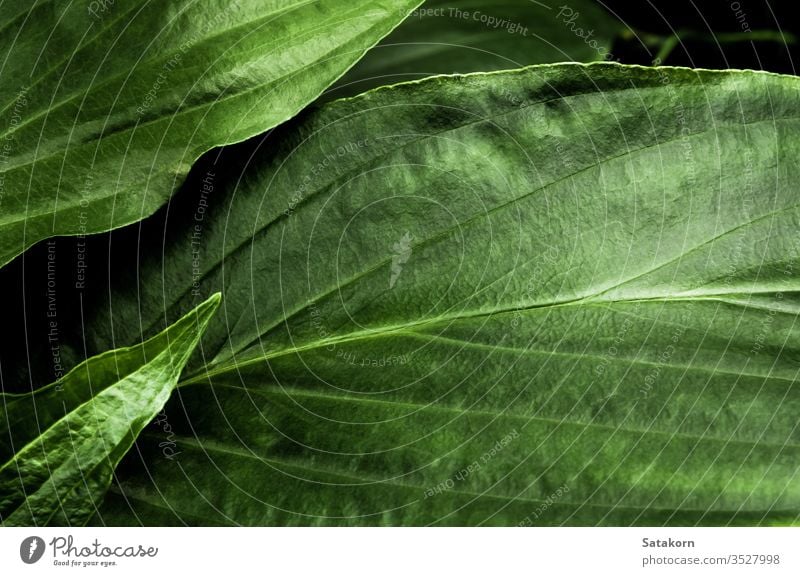 Frisches tropisches Laub erscheint in dunklem Ton als reifer Waldhintergrund grün Blatt Natur Muster Pflanze geblümt Oberfläche fruchtbar weit verbreitet