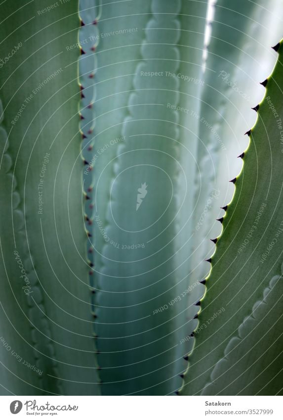 Sukkulente Pflanze Nahaufnahme, Detail frische Blätter von Agave americana Stachel stechend Blatt grün weiß schön Natur natürlich wachsen Stacheln auffällig