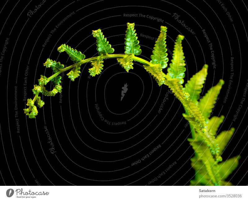 Frische Farnblatt auf schwarzem Hintergrund Wurmfarn Blatt grün frisch vereinzelt Natur Pflanze dunkel Nahaufnahme Licht hell lebhaft Leben tropisch Regenwald