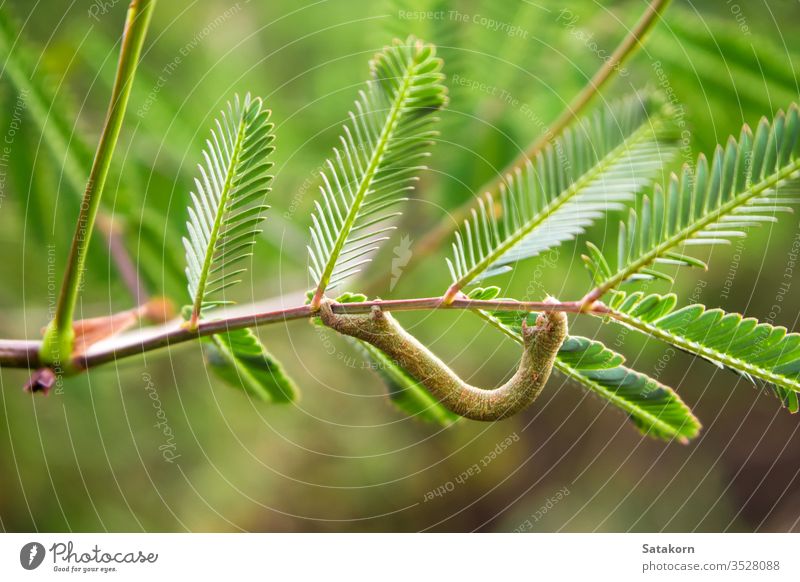 Braune Chrysalid auf dem Zweig der Mimosa pudica Wurm chrysalid braun grün Blatt Tier Insekt Schädling Raupe Natur Hintergrund Farbe Lebensmittel abschließen