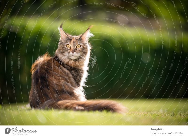 Porträt einer jungen Maine Coon Katze, die im sonnigen, windigen Garten sitzt Haustiere im Freien Natur Botanik grün Rasen Wiese Gras Sonnenlicht Sommer