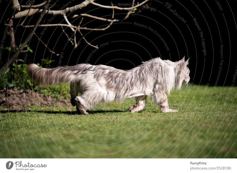 Seitenansicht einer 10 Jahre alten Maine Coon Katze mit Rücken problemen bzw. Schmerzen (Skoliose) Haustiere im Freien Natur Botanik grün Rasen Wiese Gras