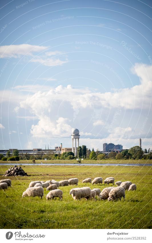 Schafherde auf dem Tempelhofer Feld wandern Frühlingsgefühle Lichterscheinung Panorama (Aussicht) Strukturen & Formen Sonnenstrahlen Umweltschutz grasen