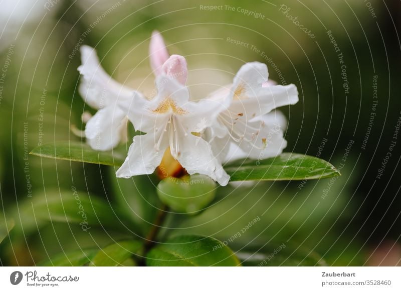 Weiße Blüte eines Rhododendrons weiß grün blühen Frühling Bokeh Blätter Garten Natur Pflanze schön natürlich Nahaufnahme