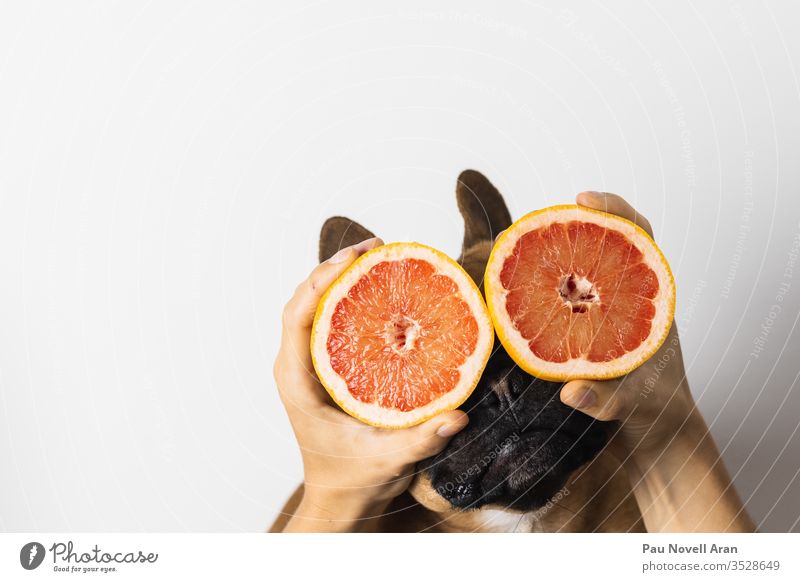 Lustige französische Bulldogge mit den Grapefruits auf den Augen weißer Hintergrund Lebensmittel Frucht süß Zitrusfrüchte Tier Hund frisch lustig Folien Hände