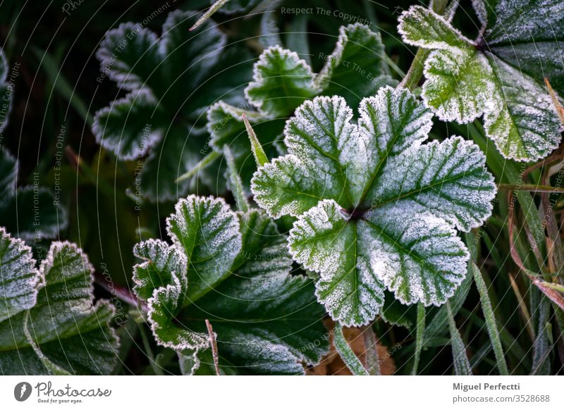 Grüne Blattpflanze mit Raureif planta verde Escarcha Hielo otoño Amaneciendo naturaleza frío campo Hojas blanco