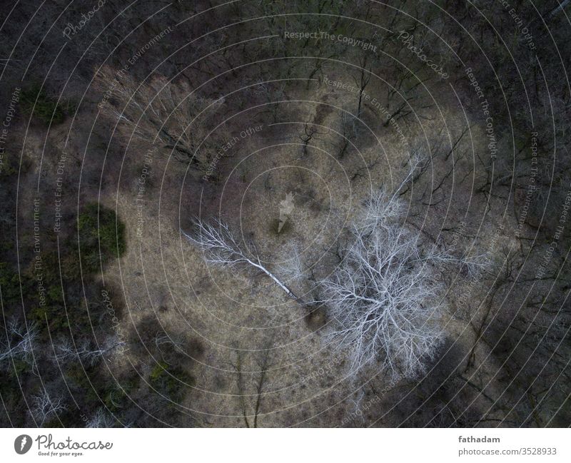 Luftaufnahme eines Waldes Baum Antenne Landschaft Natur Vogelperspektive Schwarzweißfoto Toter Baum düstere Stimmung weißer Baum Waldwiese