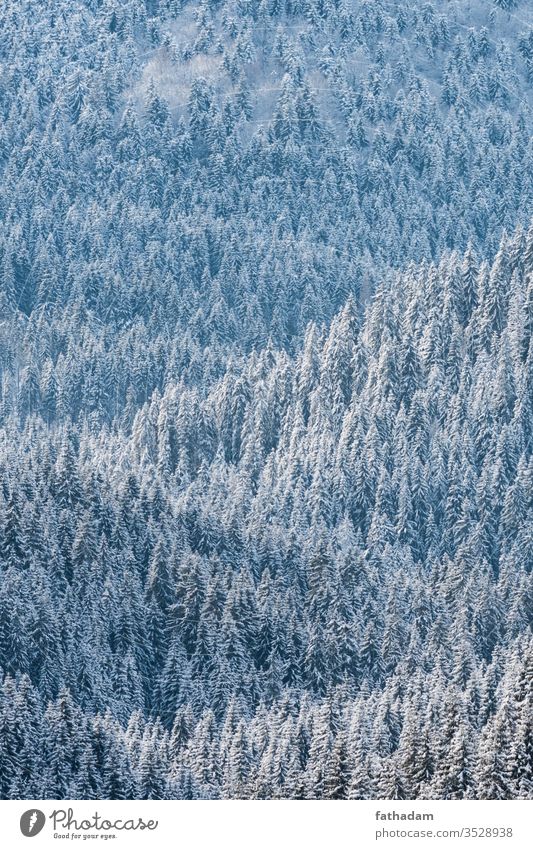 Kiefernwald im Winter bei Sonnenlicht Wald Forstwirtschaft Pinienwald Berge u. Gebirge Baum Winterlandschaft Winterstimmung Jahreszeiten Österreich Schnee