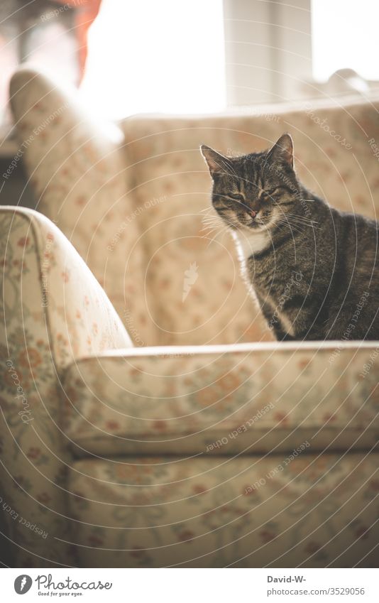 Katze sitzt auf einem alten Sessel rustikal melancholisch melancholie vergangenheit früher damals bei oma bei Großmutter retro ruhe ausstrahlung Katzenleben