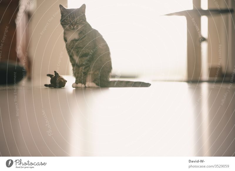 Hauskatze mit Spielzeug Katze Maus Stofftiere beobachten sitzen sitzend Aufmerksamkeit flur hausflur sehen Beobachtende Katze beobachtend Ruhe Licht Spiegelung