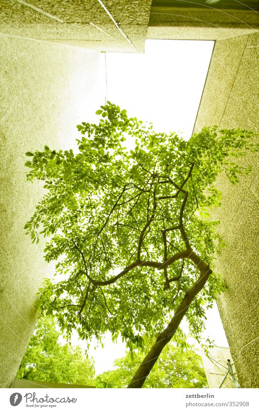 Baum (architekturbegleitend) Haus Umwelt Natur Himmel Sommer Klima Klimawandel Wetter Schönes Wetter Pflanze Stadt Hauptstadt Bauwerk Gebäude Architektur Mauer