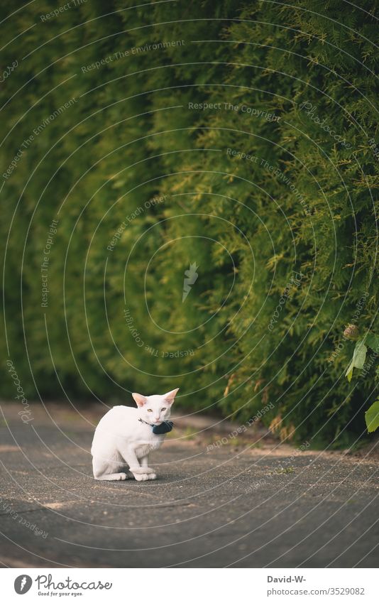 Katze mit GPS Sensor Halsband Haustier gps Sicherheit verfolgen Angst sicherheitshalber sitzen weiß Liebe Tierliebe Tierquälerei Außenaufnahme