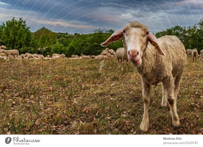 Schaf auf Weide Blick nach vorn Tierporträt Außenaufnahme Menschenleer Tag Schatten Starke Tiefenschärfe bequem Freundschaft Warmherzigkeit Geborgenheit