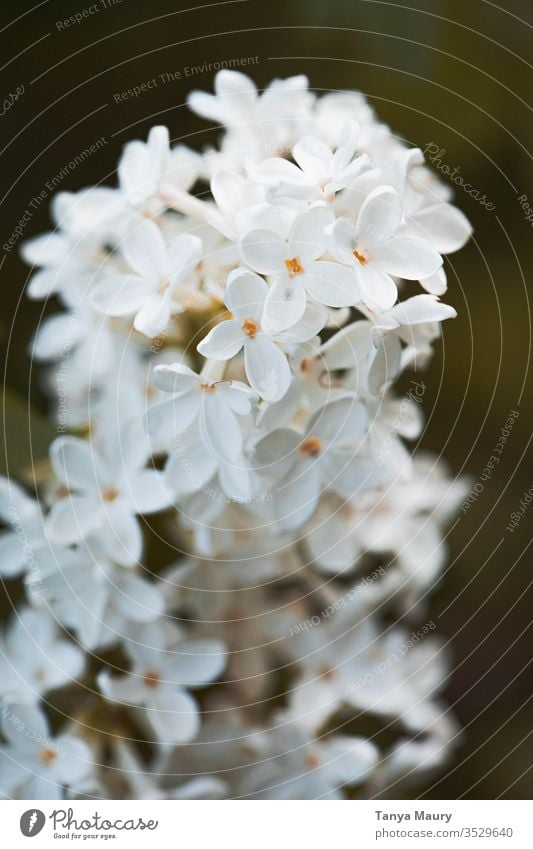 Nahaufnahme von weißen Blumen weiße Blumen Blüte Farbfoto Frost Frühlingsgefühle Detailaufnahme botanisch Überstrahlung Frühblüher natürlich Blumenstrauß frisch