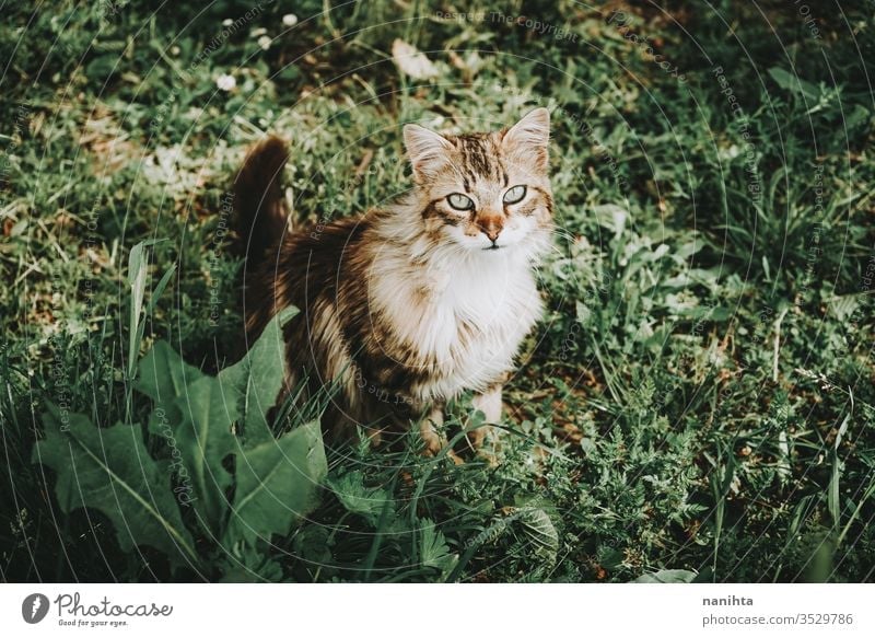 Erstaunliche und schöne Katze im Freien streunende Katze Alleenkatze Haustier Pflege Tier Säugetier frei Natur natürlich Auge Gesicht züchten allgemein Europäer