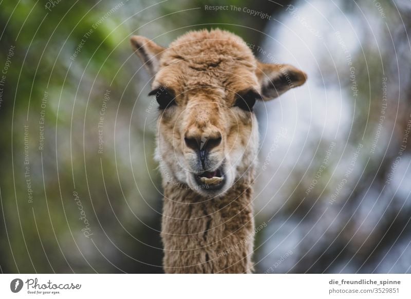 Lustiges Guanako Alpaka Blick doof Zähne Kauen Unschärfe Tier Außenaufnahme Tierporträt Tag Nutztier Blick in die Kamera Natur Tiergesicht Lama Neugier