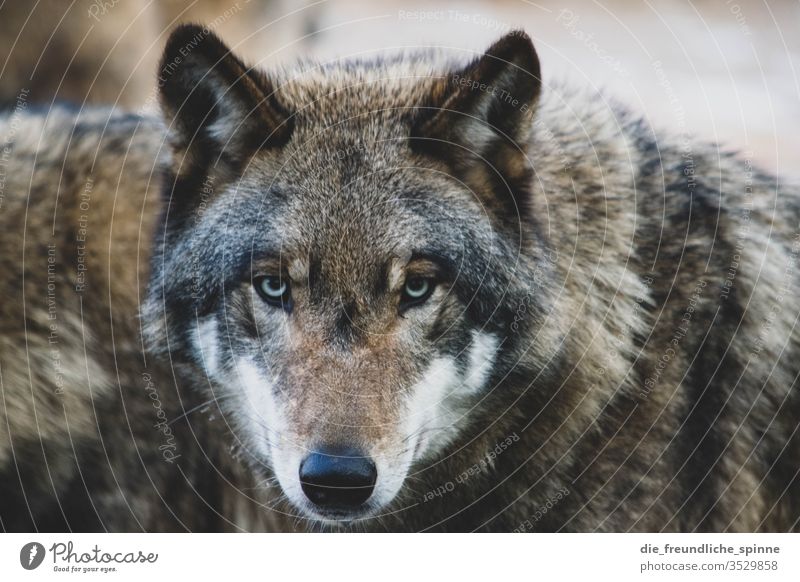 Wolf Wildtier Tier Natur Außenaufnahme Farbfoto wild Blick Tierporträt Fleischfresser Nahaufnahme Säugetier Tierwelt Fauna verstecken beobachten Raubtier jagen