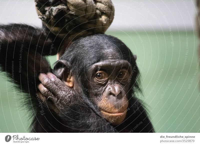 Auge in Auge III Tier Wildtier Außenaufnahme Farbfoto Tierporträt Zoo Zoologischer Garten Natur Tiergesicht Abenteuer Nahaufnahme Affe Schimpanse Bonobo