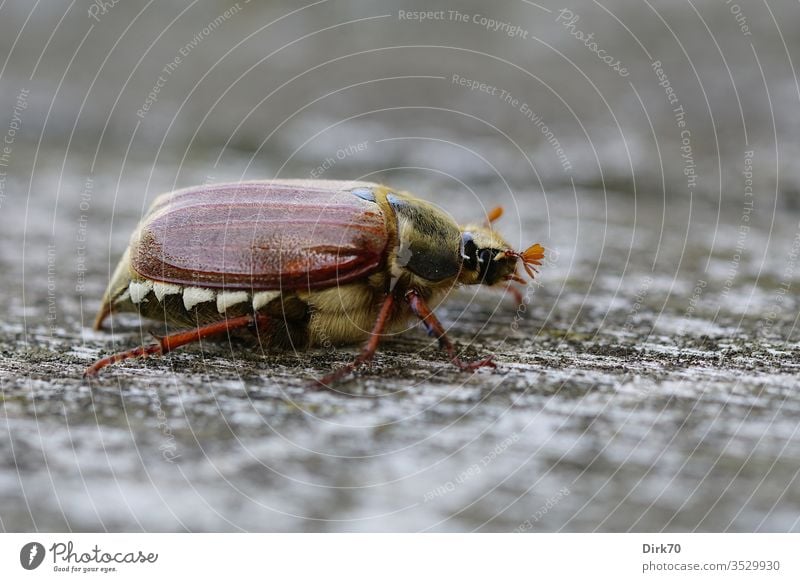 Maikäfer im Profil Käfer Tier Makroaufnahme Insekt Farbfoto Natur Nahaufnahme Außenaufnahme Tierporträt braun Schwache Tiefenschärfe Tag 1 Wildtier