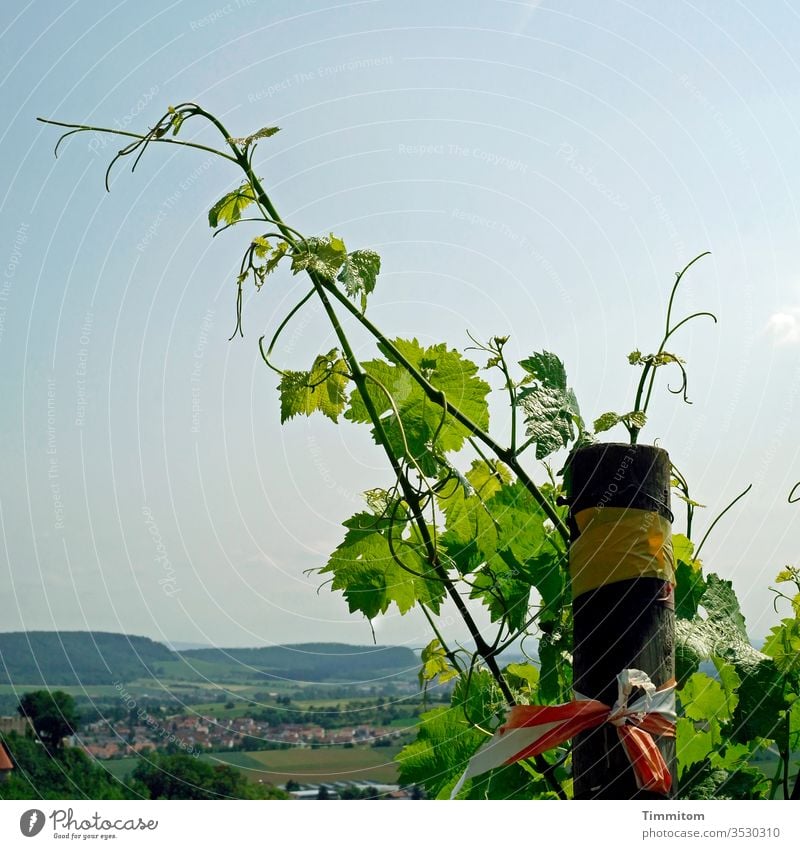 Weinreben über schwäbischer Ortschaft Weinstock Reben Weinberg Wachstum grün Natur Pflanze Weinbau Pfosten Landschaft Hügel Dorf