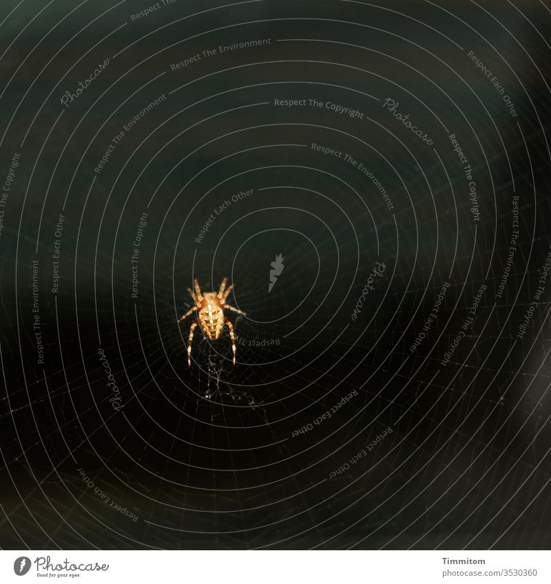 Eine Spinne 1 Natur Spinnenfäden Nahaufnahme Webspinne Nacht dunkel Farbfoto