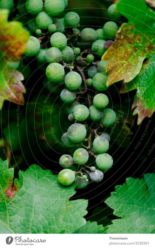 Weinrebe, Weintraube und Weinbeeren Weintrauben Natur Weinberg grün Frucht Weinbau schwarz