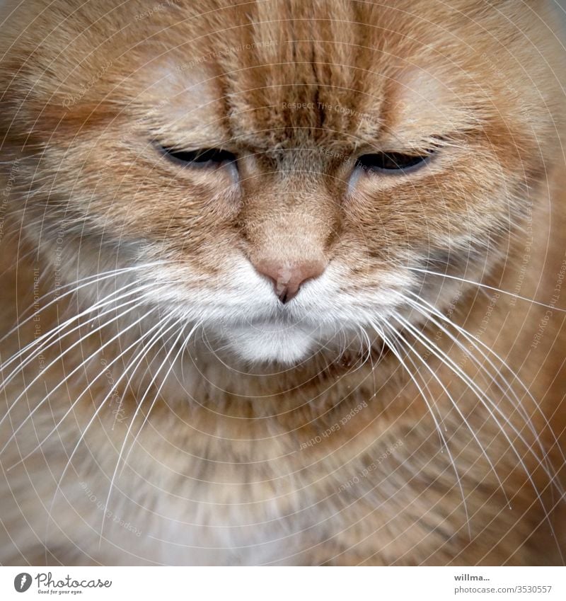 Die dickfellige Miez Katze Schnurrhaar Kopf Hauskatze Tierporträt Tiergesicht rotes Fell Tigerkatze dickes Fell