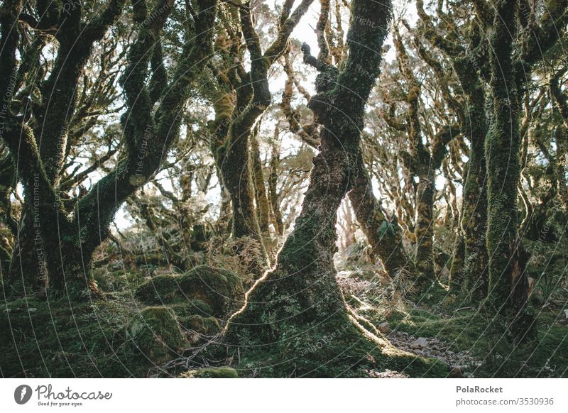#AS# Märchenwald Wald Baum Baumstamm Bäume grün Natur Neuseeland Märchenlandschaft Märchenhaft Waldlichtung Waldrand Waldspaziergang Wanderung Lichtung