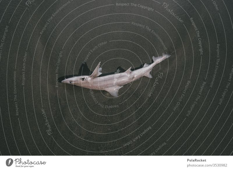 #As# Falsches Element Haifisch tot Totschlag Totes Tier gestorben gestrandet Strand Küste