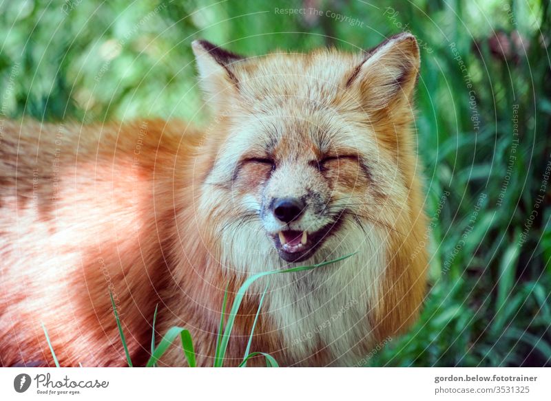 lustiger Fuchs Farbfoto Außenaufnahme Tag Menschenleer Fuchs im Vordergrund grün im Hintergrund Fuchs guckt in Kamera dezente Farben Portrait