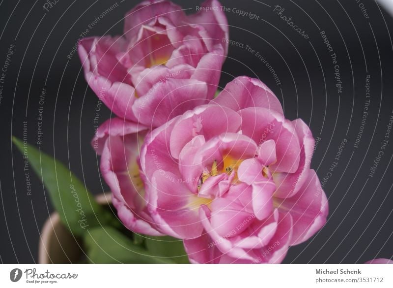 Eine Blühende Pfingstrose in ihrer vollen Pracht blumen Farbfoto Valentinsgruß Frühling Jahreszeiten romantisch Romantik rosa natürlich frisch Blumenstrauß