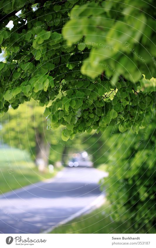 Mein wunderschönes Rügen Ausflug Ferne Sommer Umwelt Natur Pflanze Schönes Wetter Baum Grünpflanze Linde Wald Verkehrswege Straße Wege & Pfade Fahrzeug