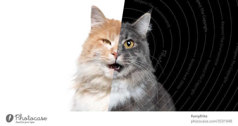 Fotomanipulation von zwei verschiedenfarbigen Maine Coon-Katzen zeigt jeweils das halbe Gesicht Ein Tier im Innenbereich Studioaufnahme schwarzer Hintergrund