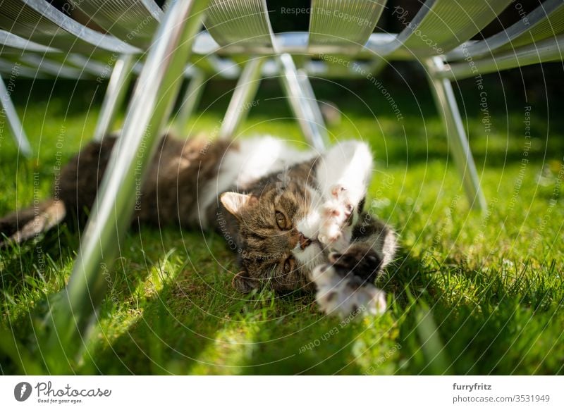 Britisch Kurzhaar Katze liegt unter einer Sonnenliege im Garten und streckt sich Rassekatze Haustiere Tabby weiß im Freien grün Vorder- oder Hinterhof Rasen